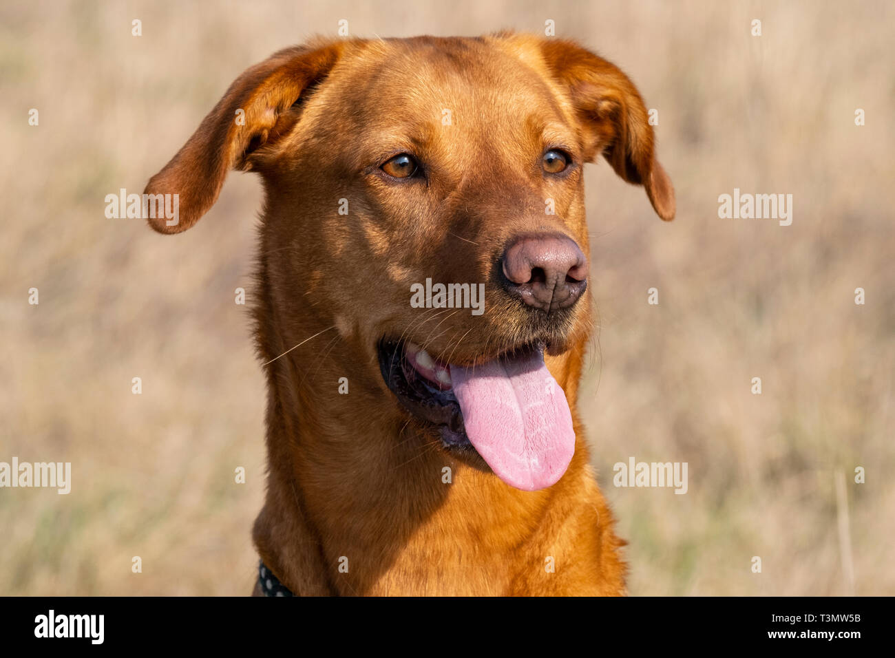 Black labrador retriever retrieving game hi-res stock photography and ...