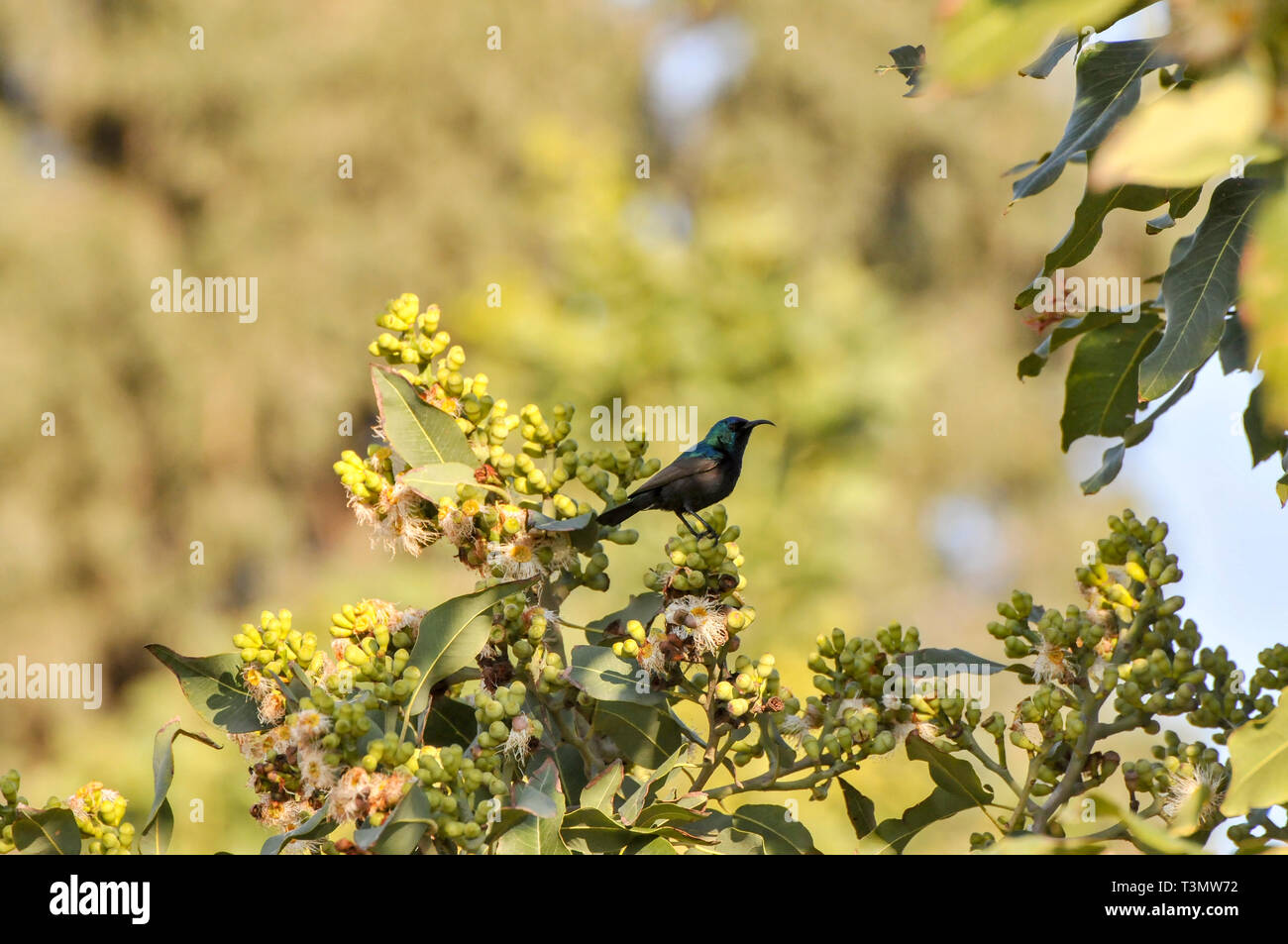 Palestine Sunbird or Northern Orange-tufted Sunbird (Cinnyris oseus) is a small passerine bird of the sunbird family which is found in parts of the Mi Stock Photo
