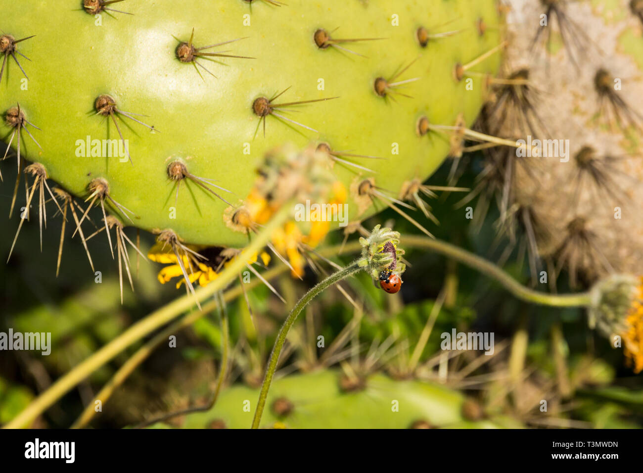 Long spiny prickly pear hi-res stock photography and images - Alamy