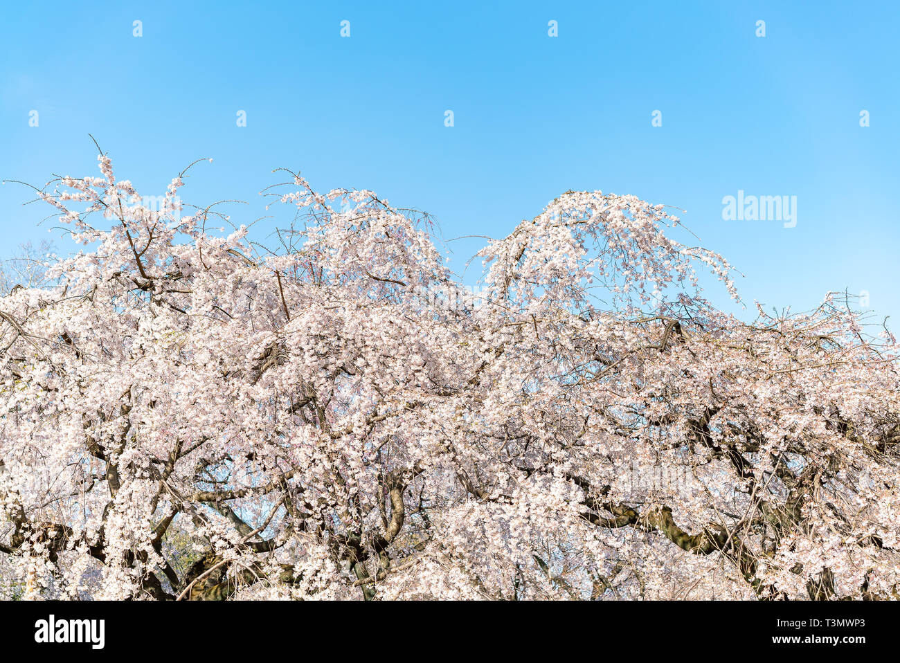 Cherry blossom (sakura) with birds under the blue sky in the Shinjuku Gyo-en Park in Tokyo of Japan. A good place for vocation in spring. Stock Photo