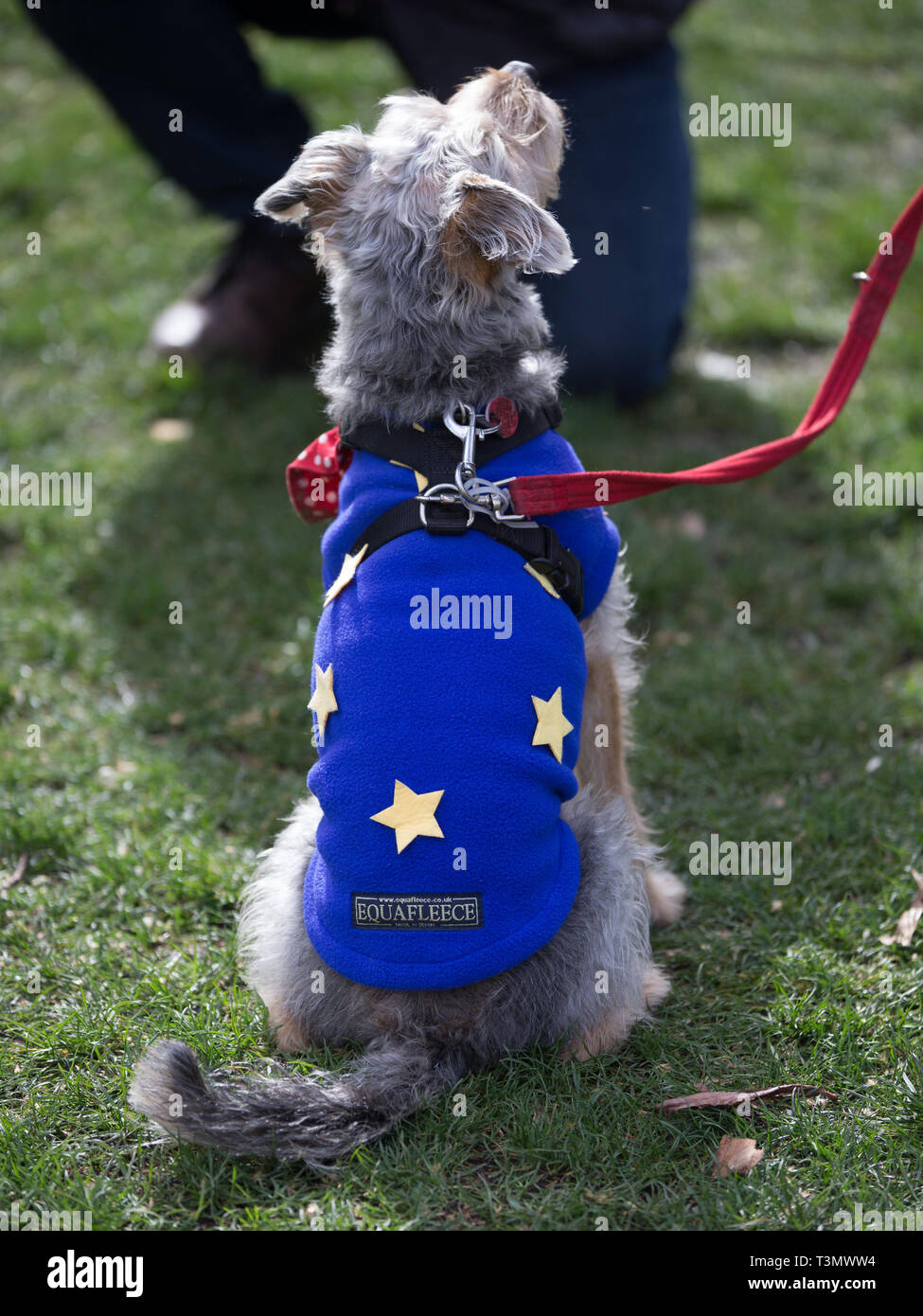Anti Brexit group Wooferendum stage photo opportunity, with huge cans of 'Pedigree Chump's Brexit Dog's Dinner' to send a clear message that it's time for MPs to come off the leash, vote to ensure that a no-deal Brexit is avoided and to give the people of the UK a final say.  Featuring: Atmosphere, View Where: London, United Kingdom When: 10 Mar 2019 Credit: Wheatley/WENN Stock Photo