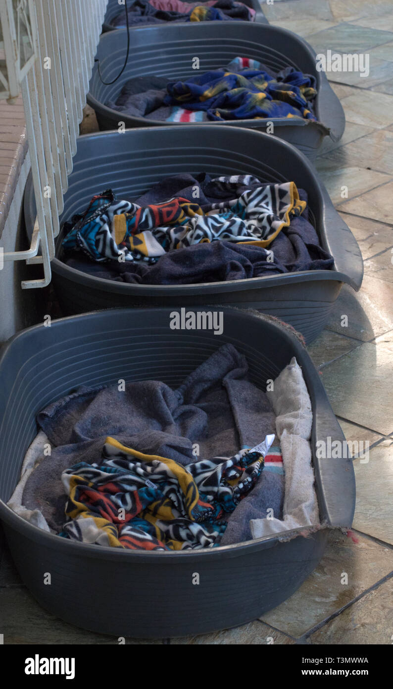A row of dog baskets with blankets at an animal shelter image in portrait format Stock Photo Alamy