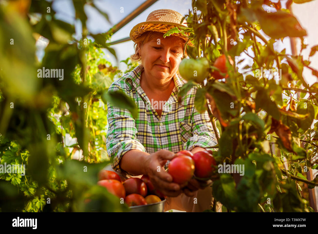 Senior woman farmer gathering crop of tomatoes at greenhouse on eco ...
