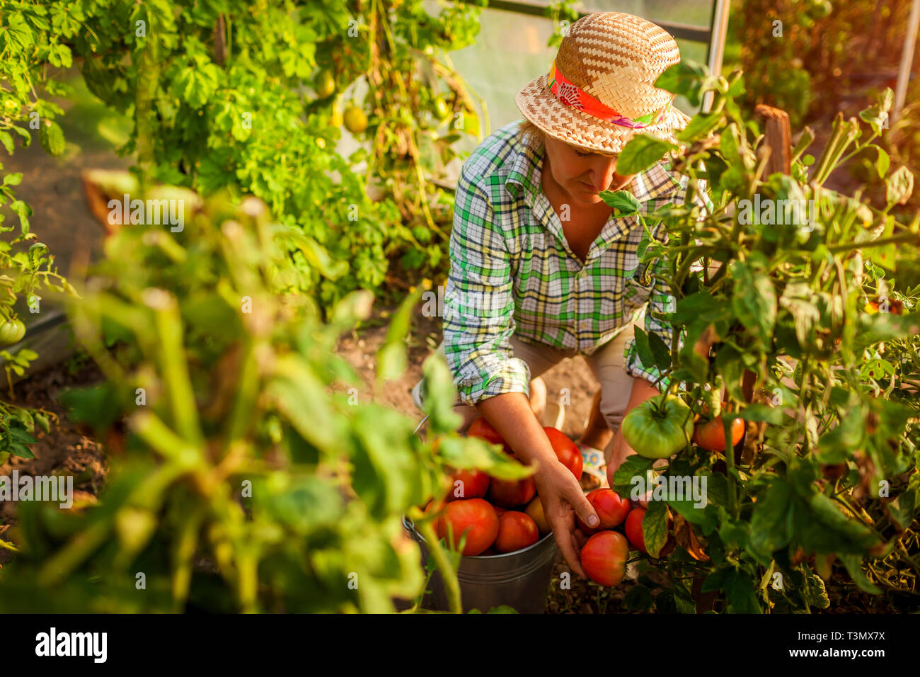 Senior woman farmer gathering crop of tomatoes at greenhouse on eco ...