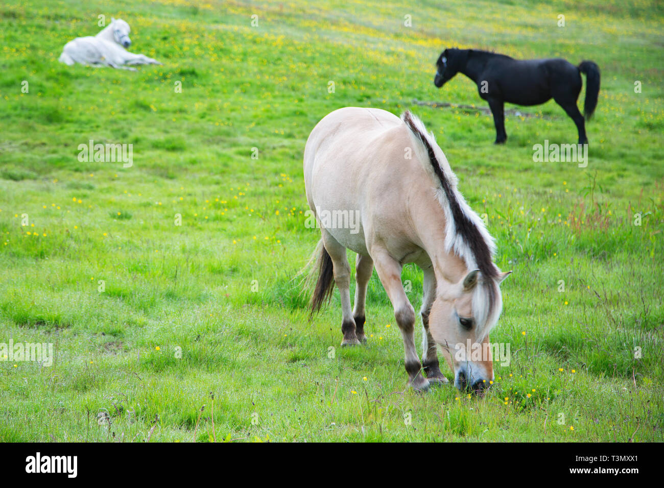 Norwegian Fjord Horses - Fjordings Stock Photo - Alamy