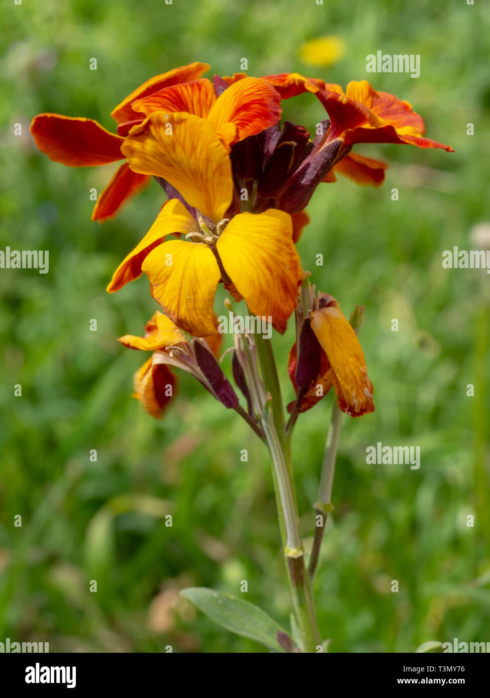 Erysimum aka Wallflower flowers outdoors. Bright and perfumed spring garden plants. Orange and yellow. Stock Photo