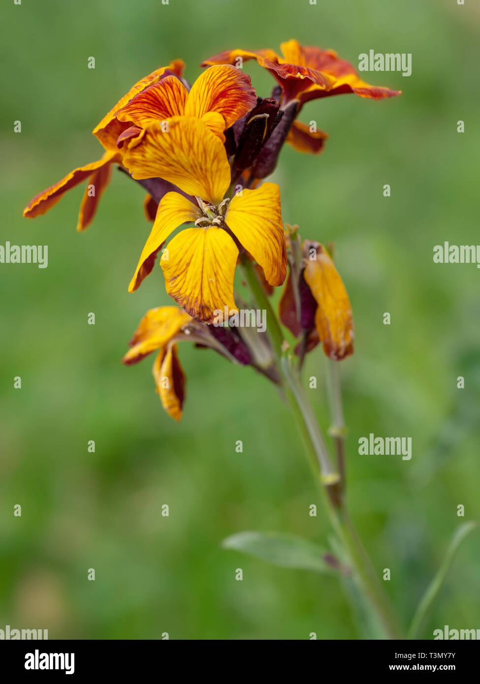 Erysimum aka Wallflower flowers outdoors. Bright and perfumed spring garden plants. Defocussed background. Stock Photo
