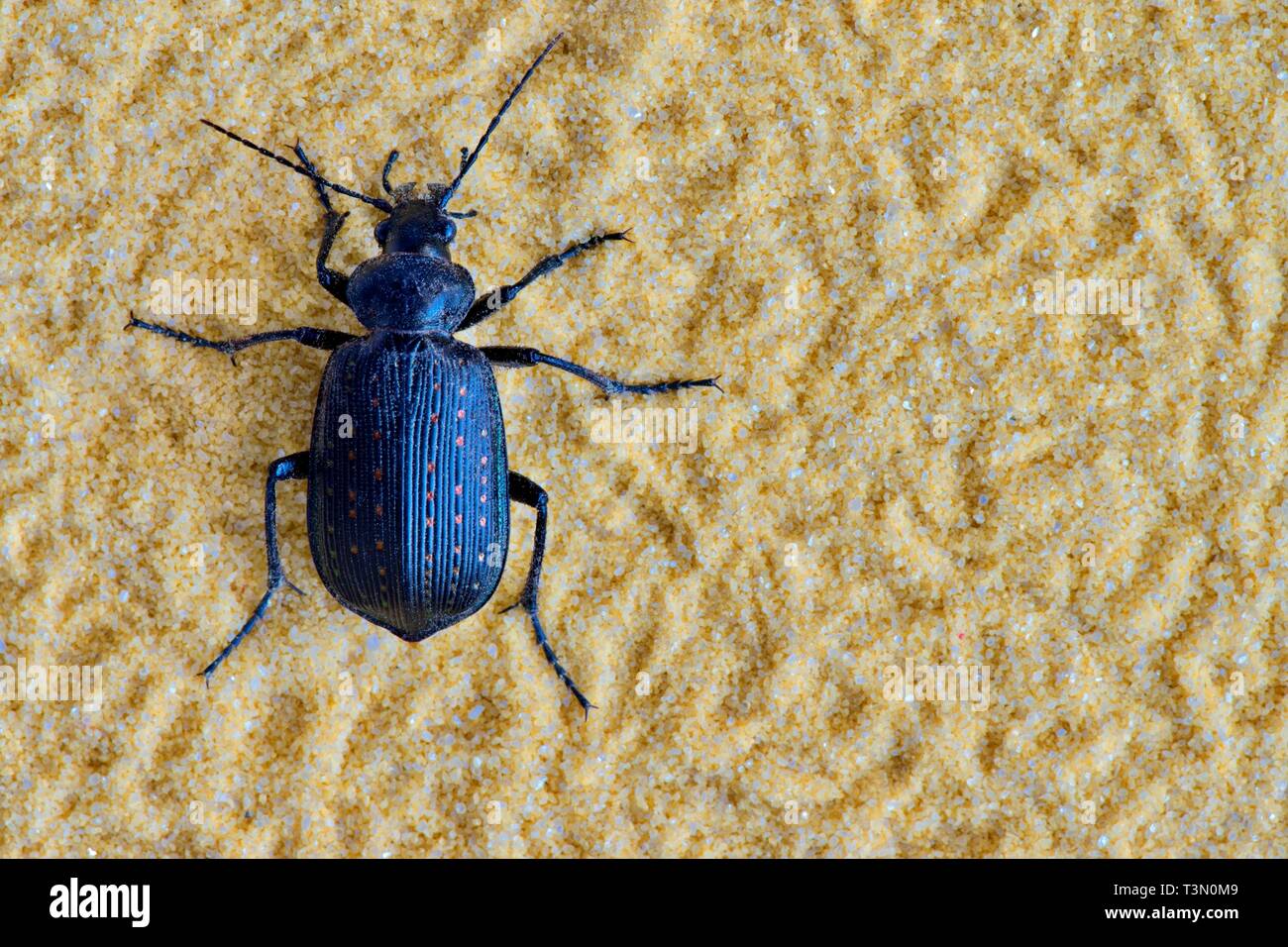 A black Fiery Hunter beetle (Callisthenes calidus) macro, isolated on a background of fine sand with negative space on the right. Stock Photo