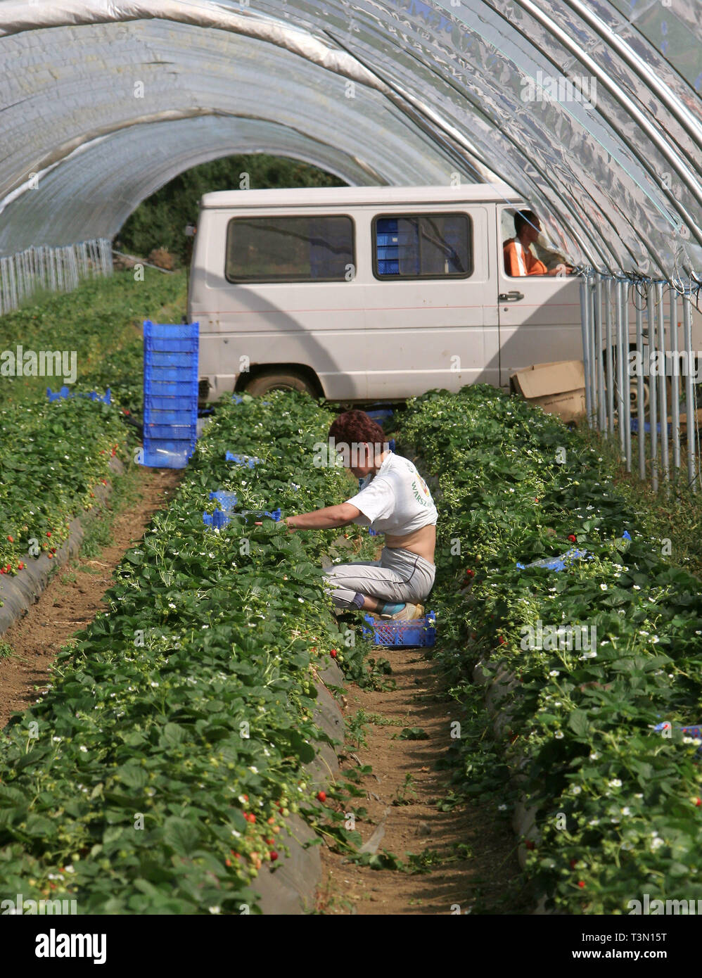 Polish migrant workers picking strawberries in Bretforton. Fusion Personnel 06/09/2005 Stock Photo
