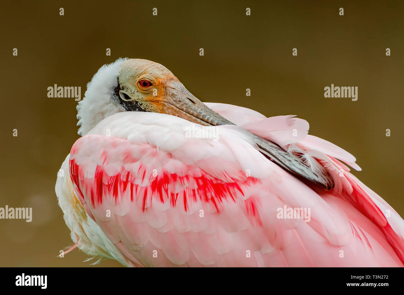 Roseate spoonbill bird known as Colhereiro. Bird with pink feathers and