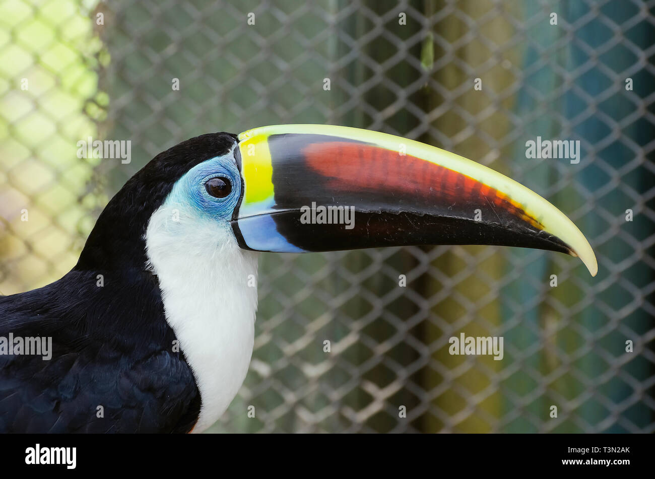 White-throated toucan, also known as Tucano-de-papo-branco in Brazil. Zoo animal Stock Photo - Alamy White-throated toucan, also known as Tucano-de-papo-branco in Brazil. Zoo animal Stock Photo - Alamy