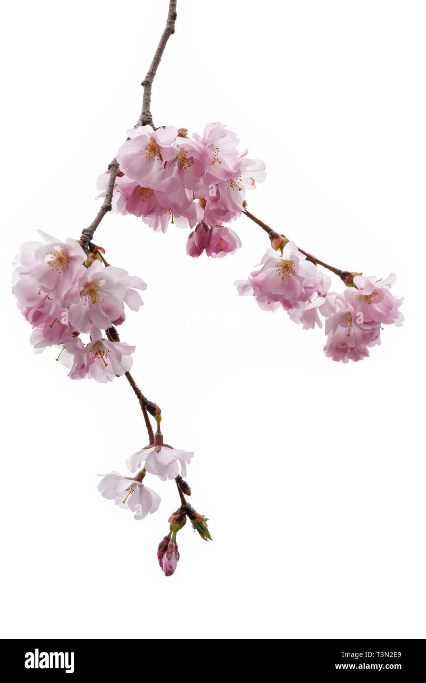 beautiful pink cherry blossoms are the national flower of Japan and
