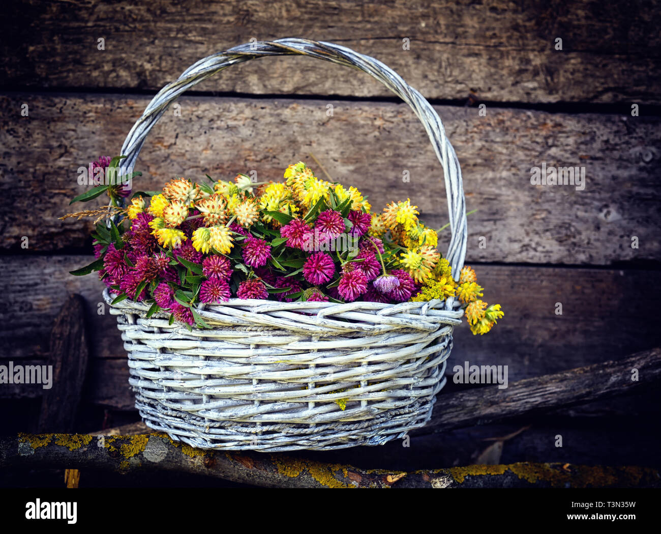 Clover flowers in a basket (Anthyllis vulneraria, Trifolium alpestre). Herbs harvesting of medicinal raw materials Stock Photo