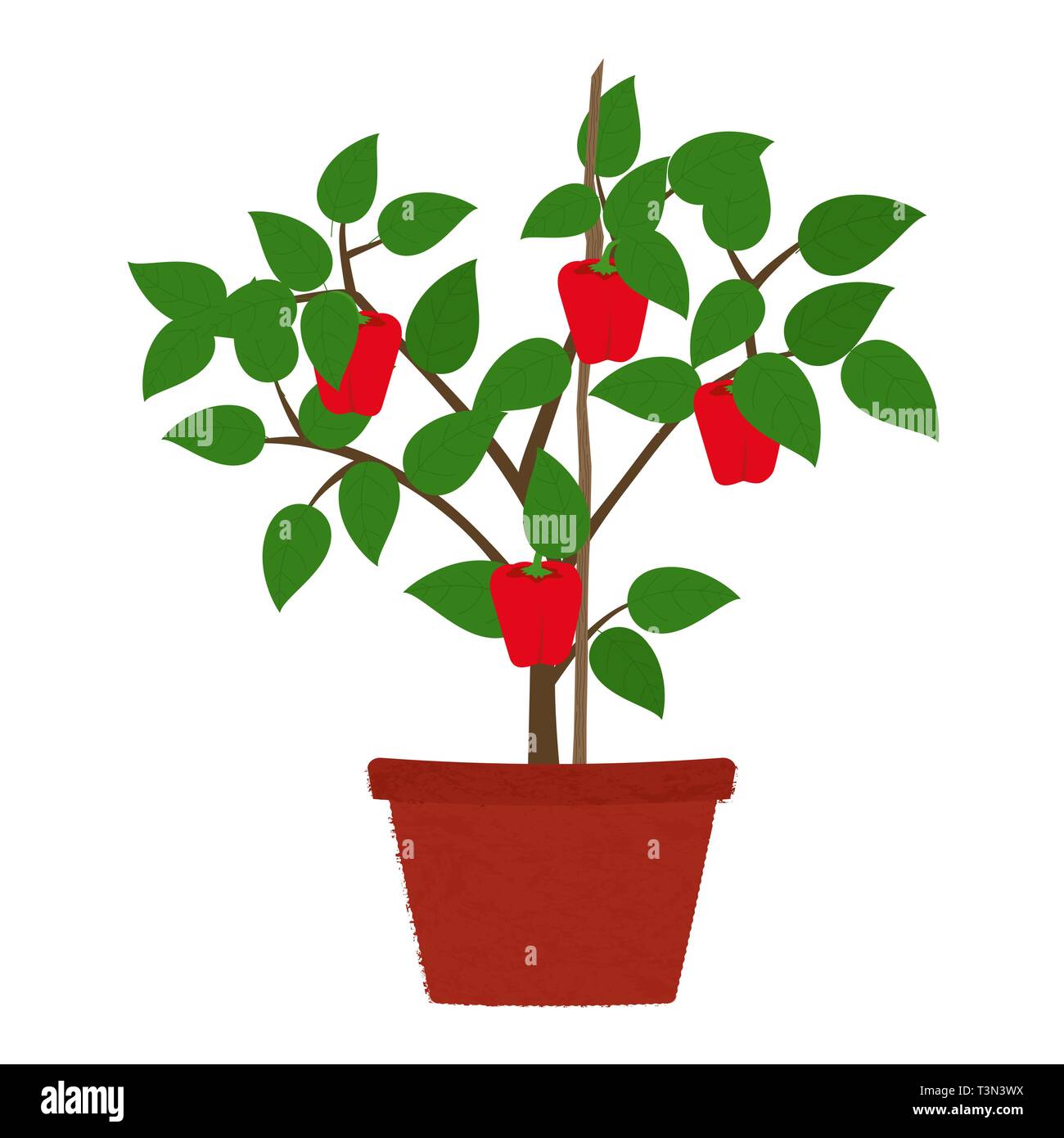 Bell pepper tree in clay vase. Plant with stake. Isolated. White background. Stock Vector