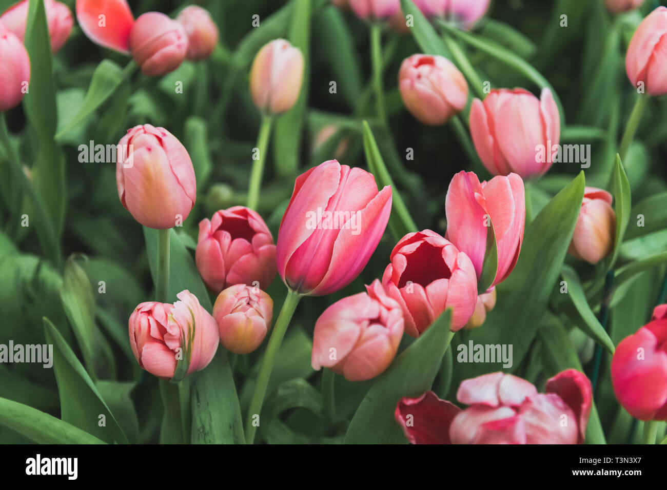 Colorful tulips flower field with outdoor low sun lighting Stock Photo
