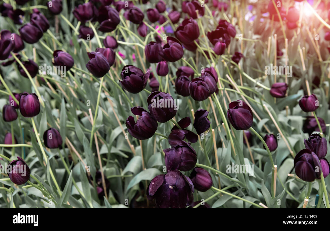 Dark purple or black tulips field with sun low lighting. Stock Photo