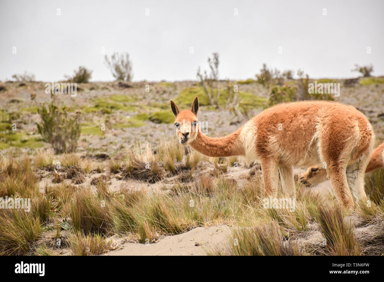Chimborazo national park ecuador hi-res stock photography and images ...