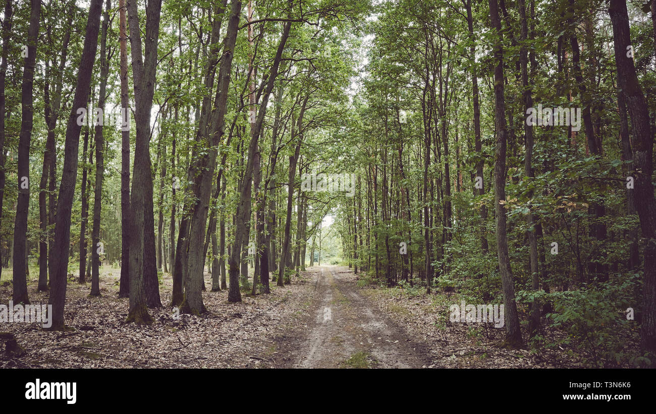 Panoramic view of a path in forest, color toning applied. Stock Photo