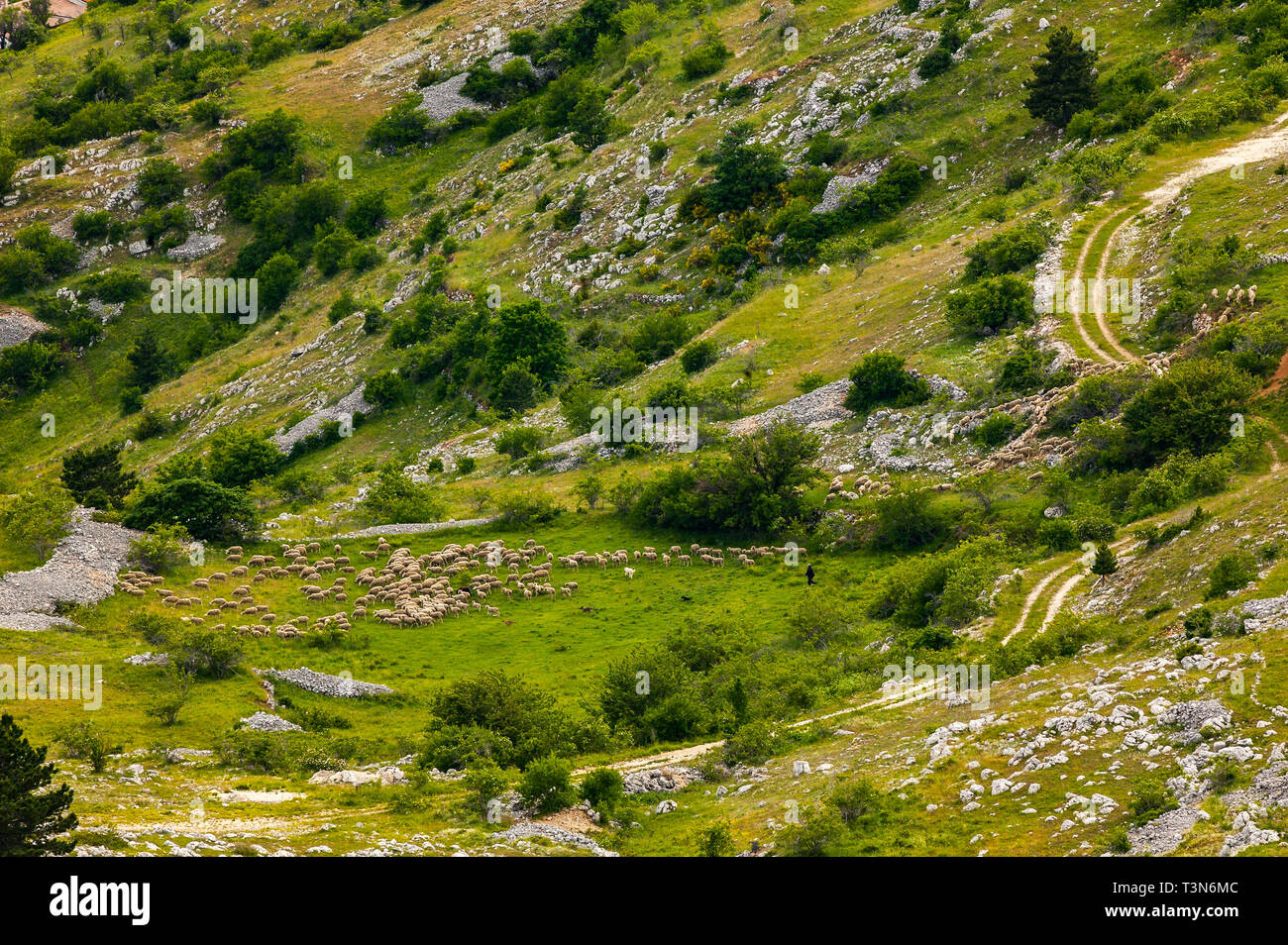 Shepherd sheep path hi-res stock photography and images - Alamy