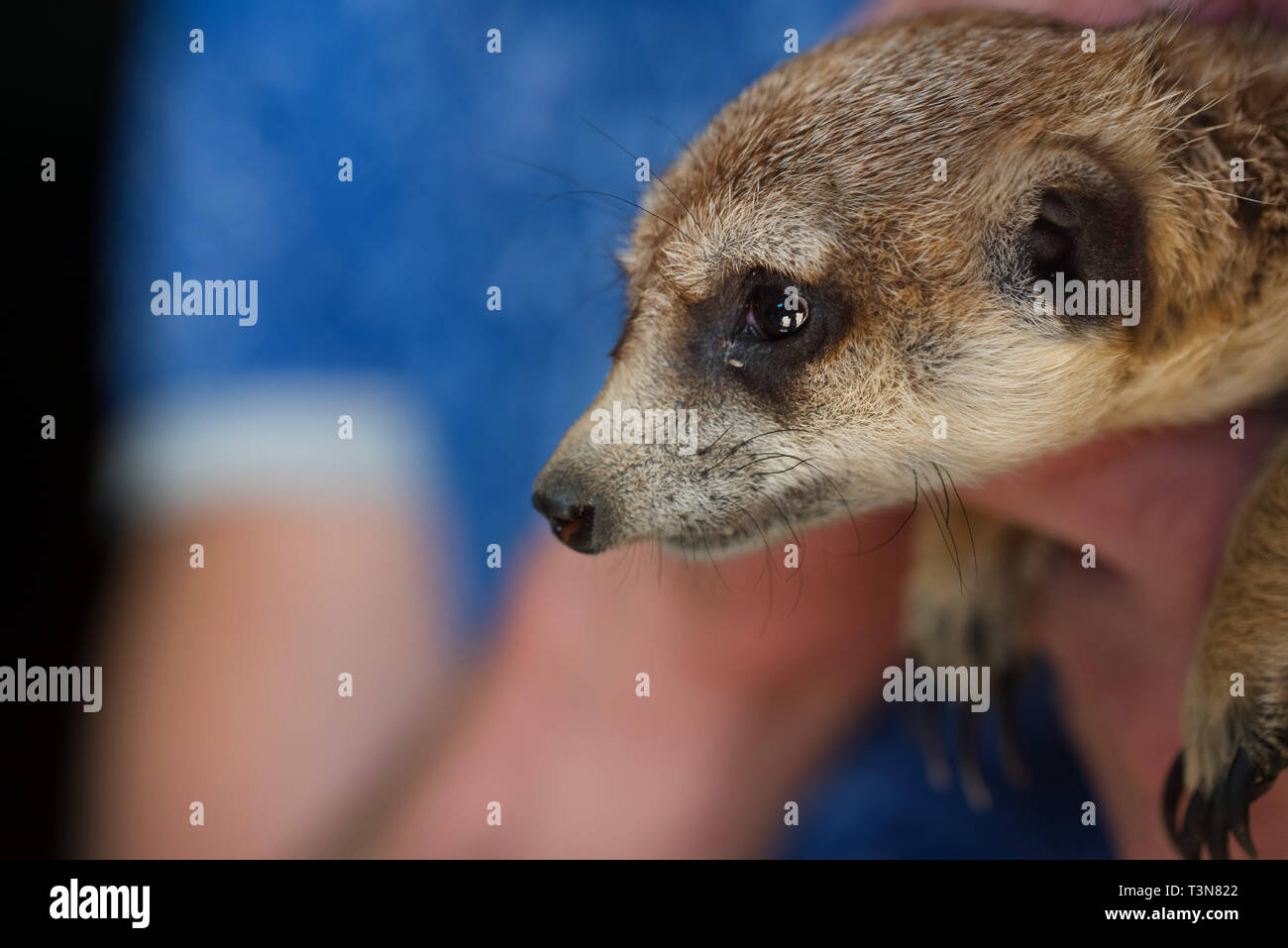 Close up cute ferret or Mustela putorius furo. It is the domesticated form of the European polecat Stock Photo