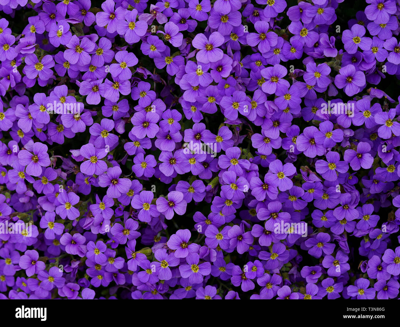 Purple flower pillow aubrieta hybrid wall paper Stock Photo