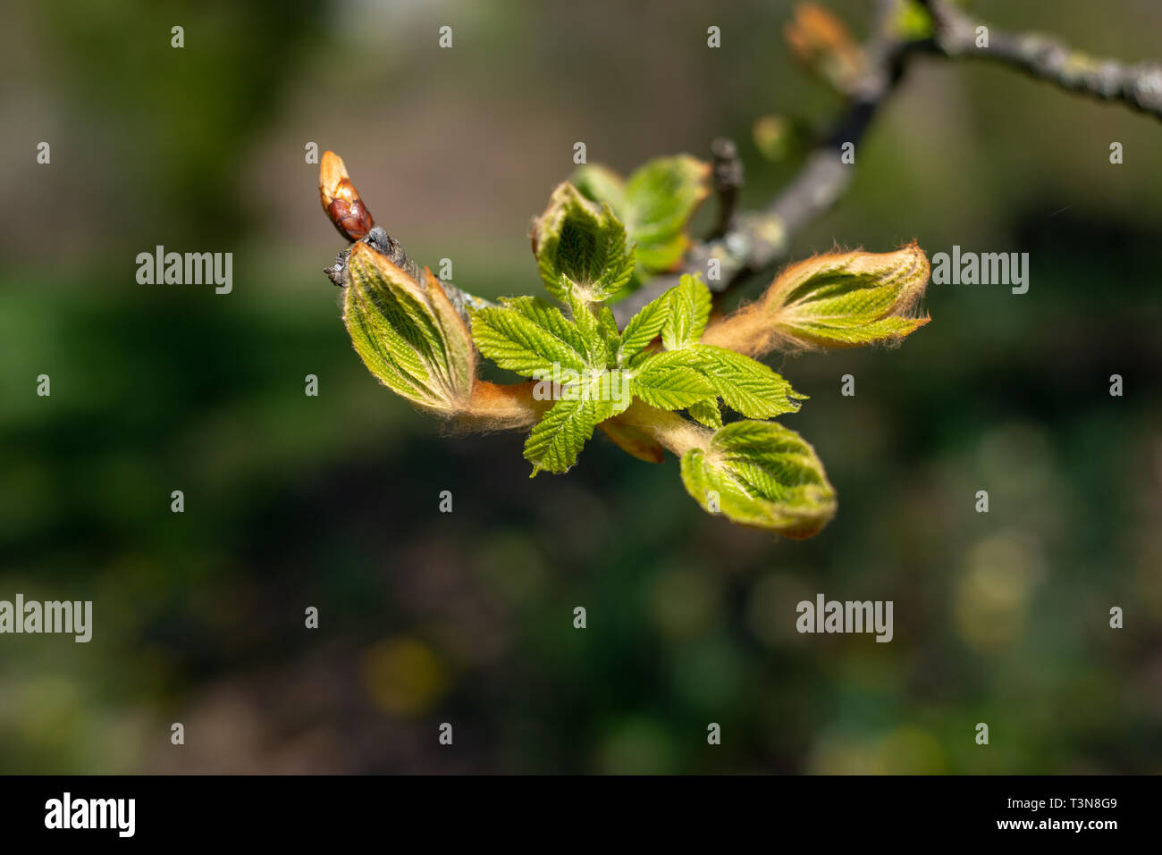 Chestnut tree in spring: lush foliage Stock Photo - Alamy