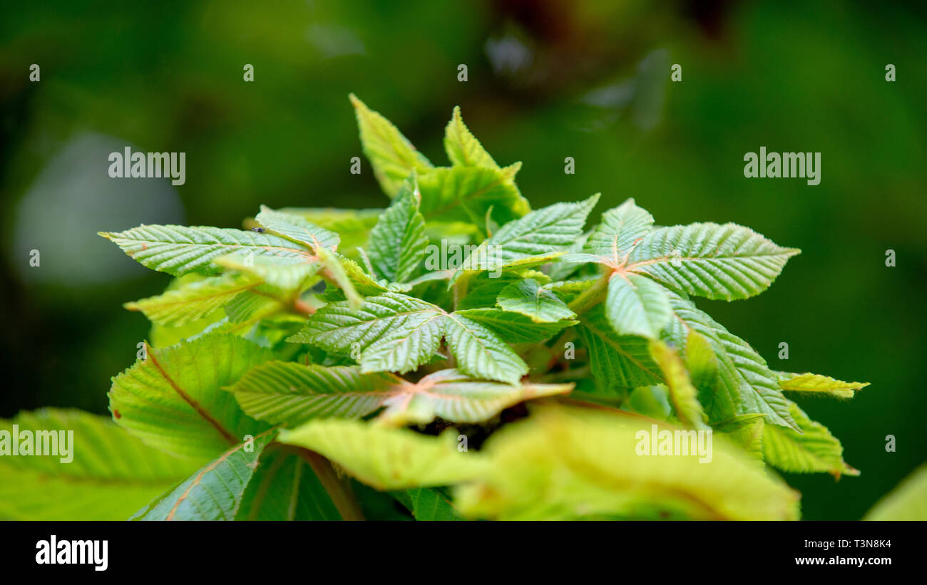 Chestnut tree in spring: lush foliage Stock Photo - Alamy