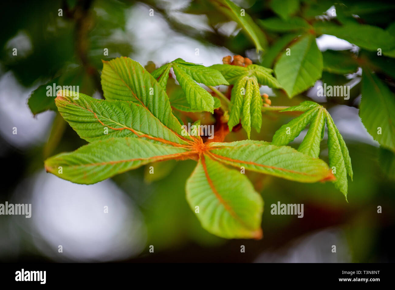 Chestnut tree in spring: lush foliage Stock Photo - Alamy