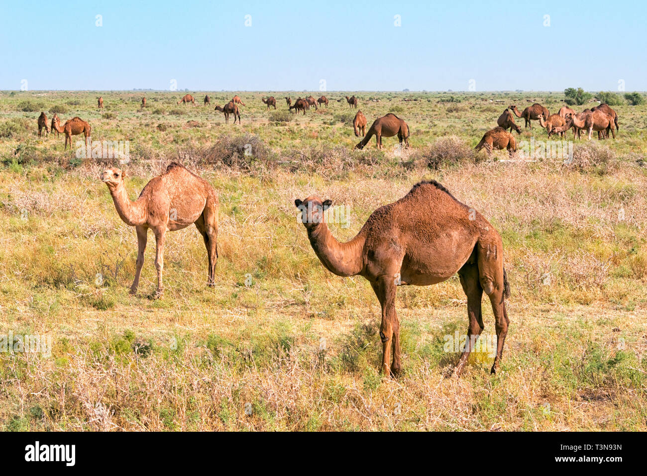 Camels on the grassland, Shymkent, Kazakhstan Stock Photo
