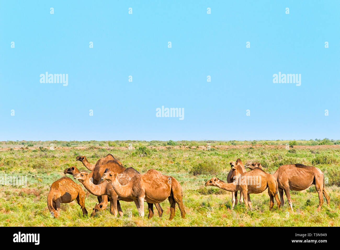 Camels on the grassland, Shymkent, Kazakhstan Stock Photo