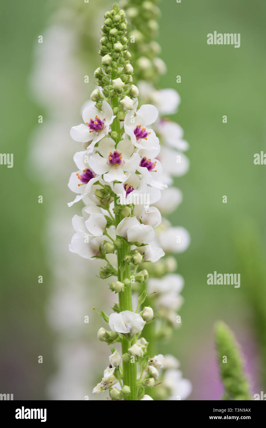 Close up of nettle leaf mullein (Verbascum chaixii) in bloom Stock Photo