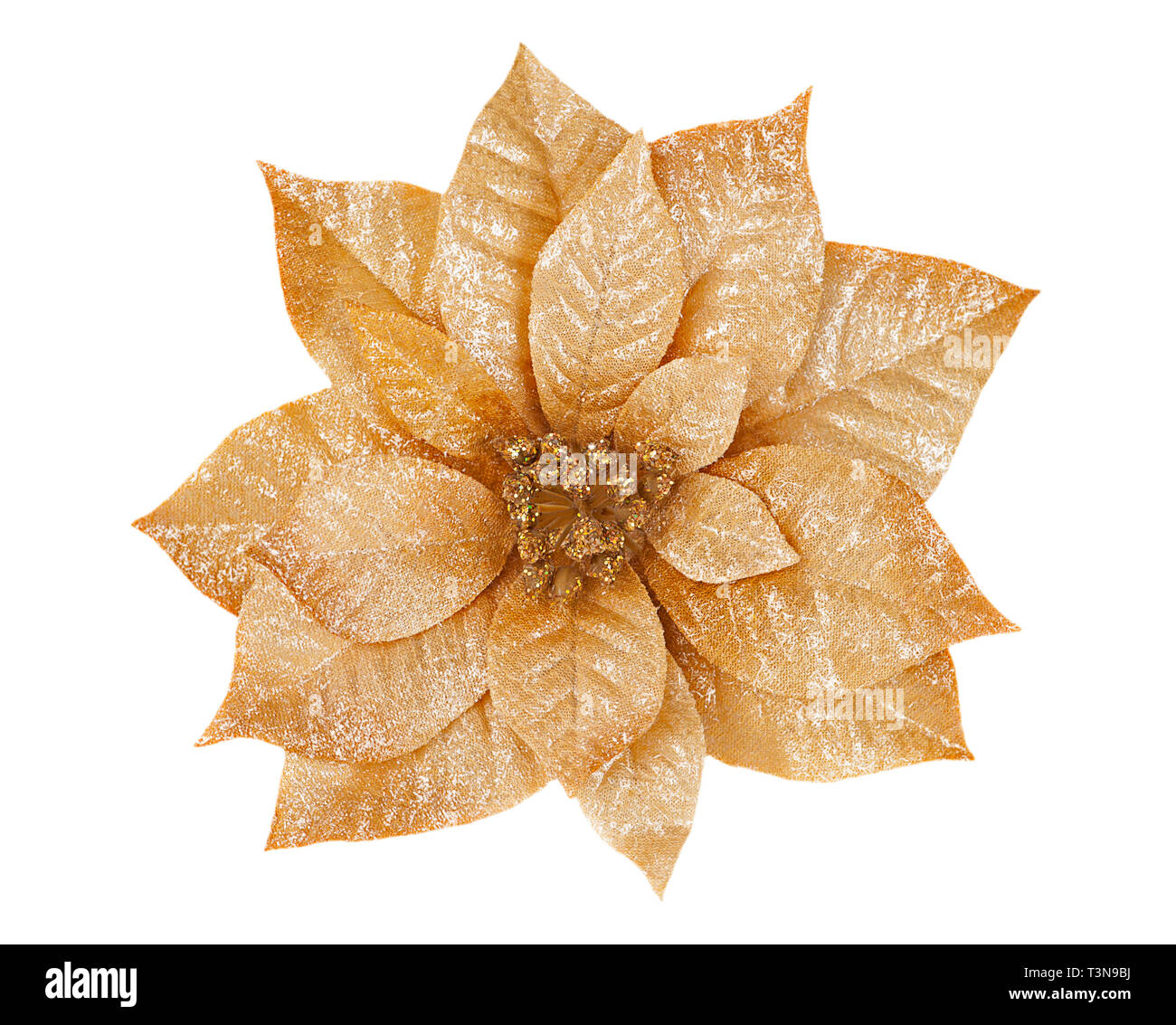 Gold Poinsettia isolated on white Stock Photo