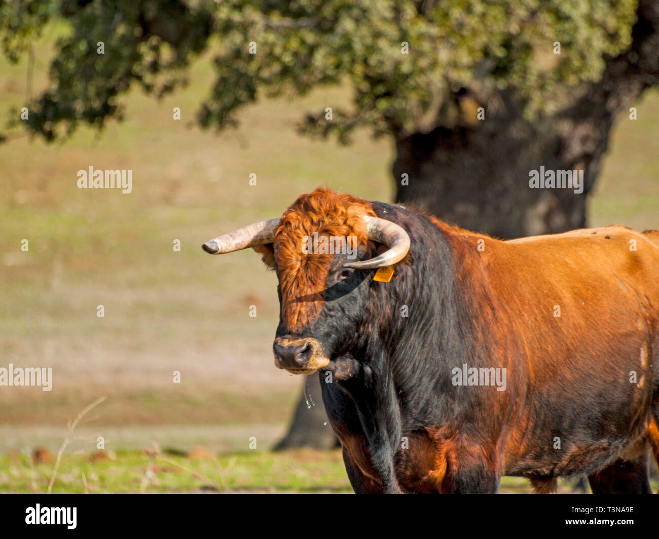 Fighting bulls in the dehesa in Salamanca (Spain). Ecological extensive livestock concept Stock Photo