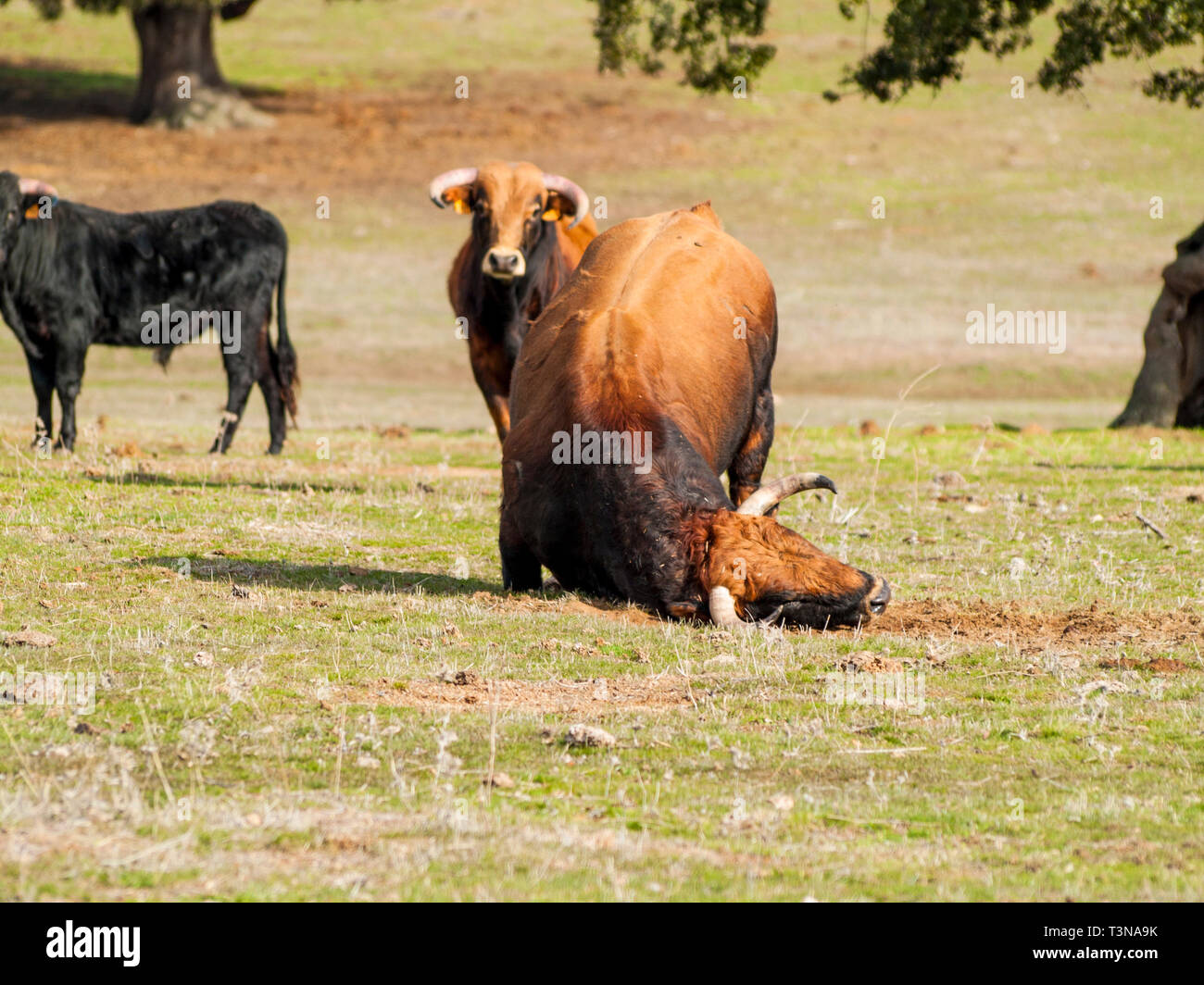 Fighting bulls in the dehesa in Salamanca (Spain). Ecological extensive livestock concept Stock Photo