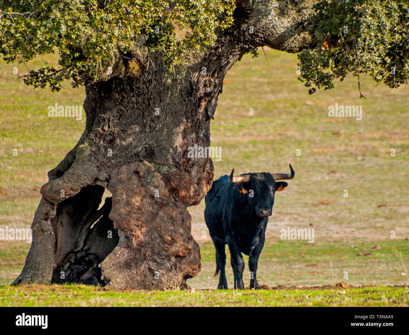 Fighting bulls in the dehesa in Salamanca (Spain). Ecological extensive livestock concept Stock Photo