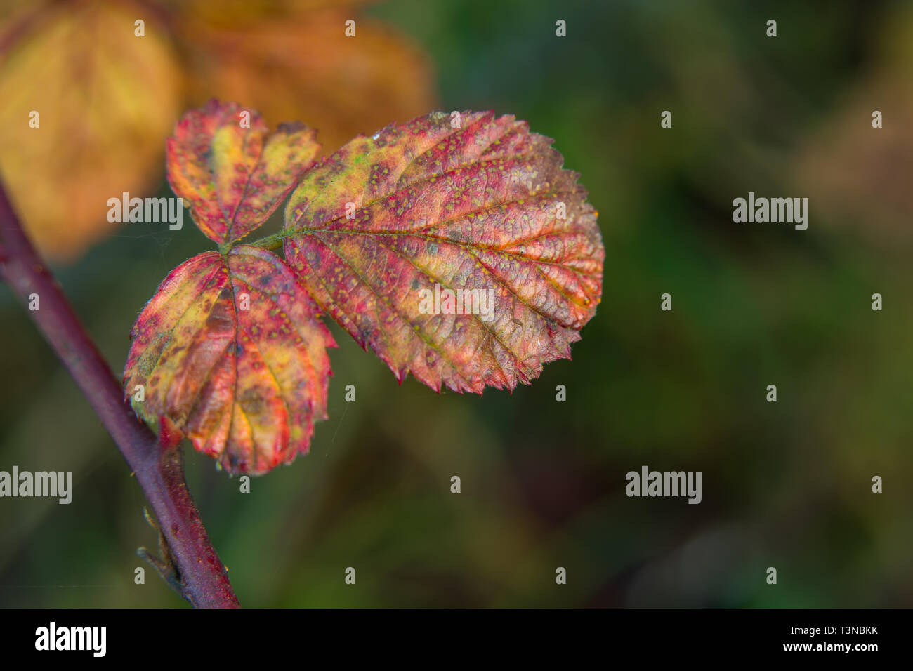 Colorful autumn leaves on a branch - closeup Stock Photo - Alamy