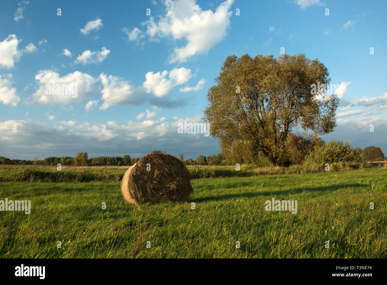Hay bale on a green meadow, big tree, forest on the horizon and clouds on blue sky - country view Stock Photo
