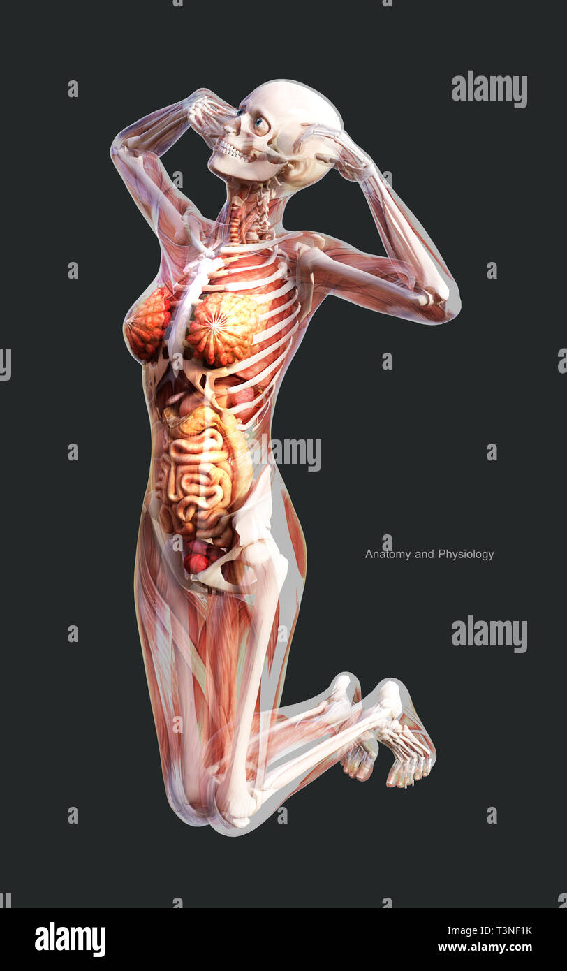 3d Illustration Human of a Female Skeleton Muscle System, Bone and Digestive System with Clipping Path Stock Photo