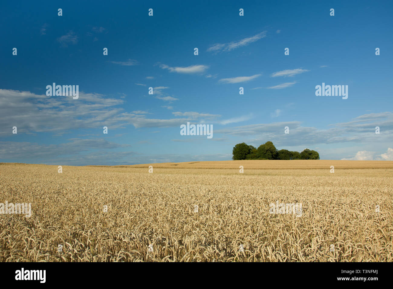 Grain field with trees hi-res stock photography and images - Alamy