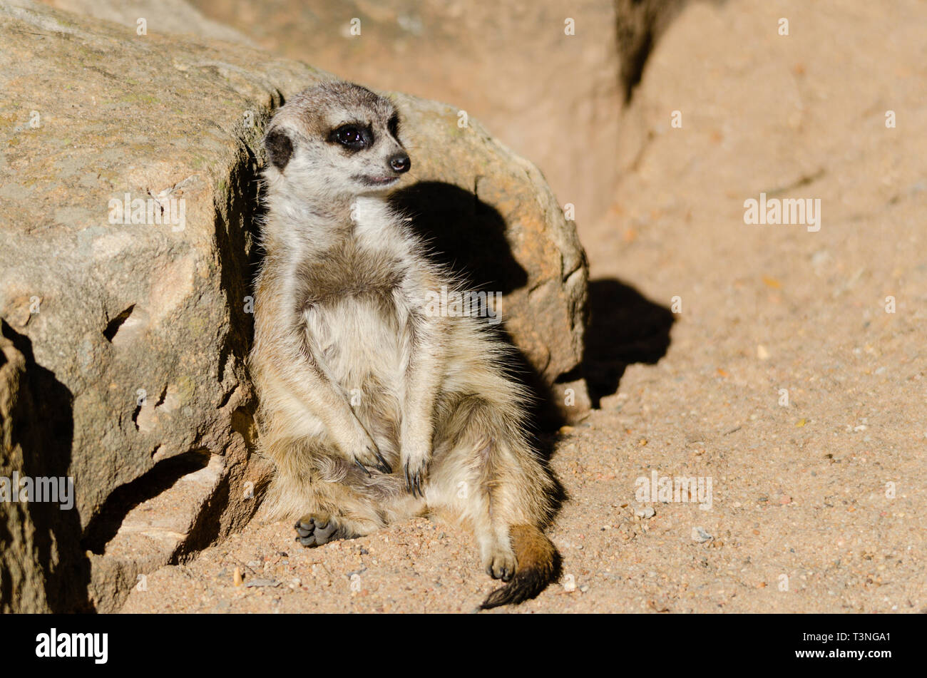 Single Meerkat (Suricata suricattaor) sitting and leaning against a rock Stock Photo