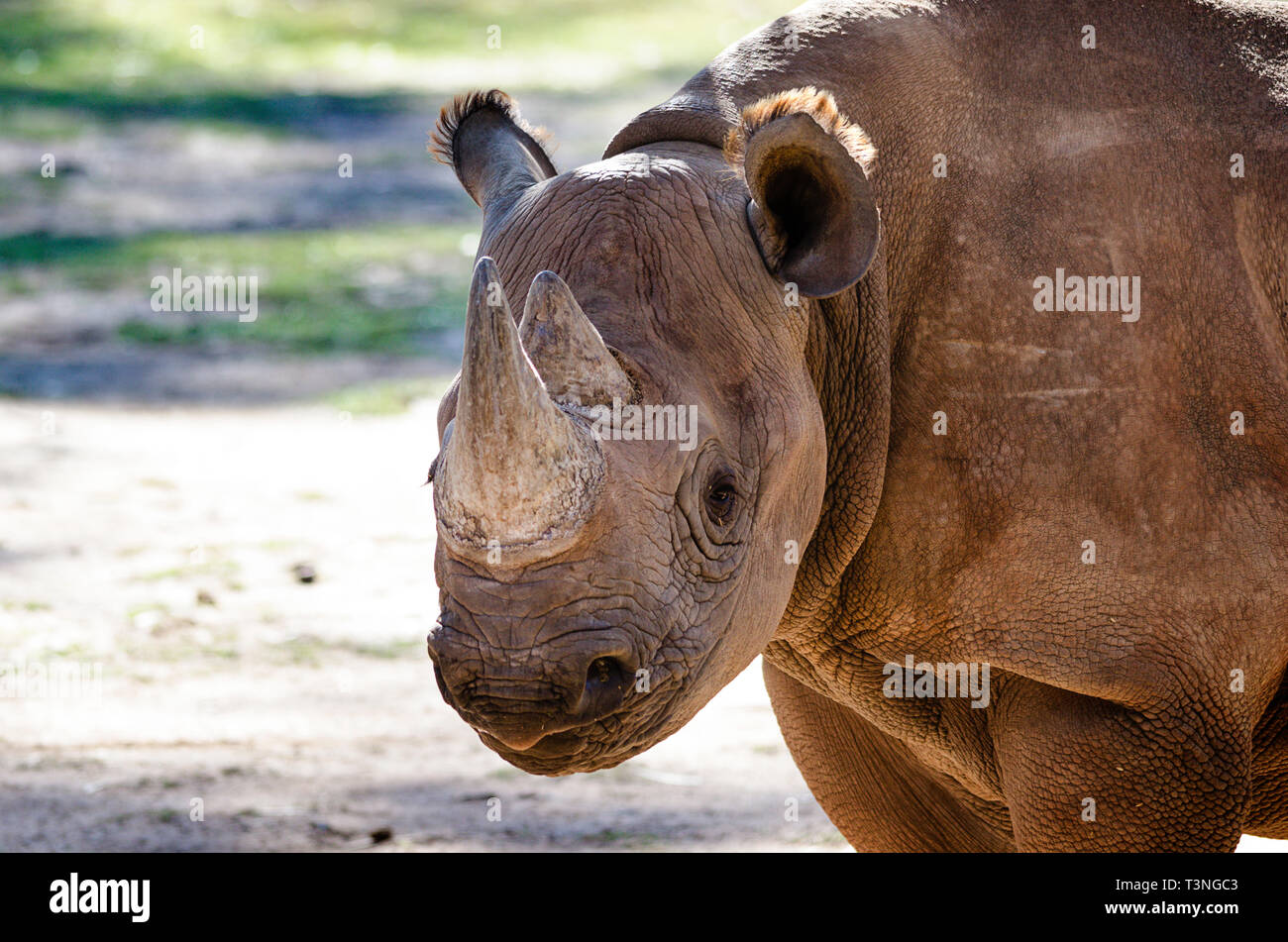 Portrait of White rhinoceros (Ceratotherium simum) Stock Photo