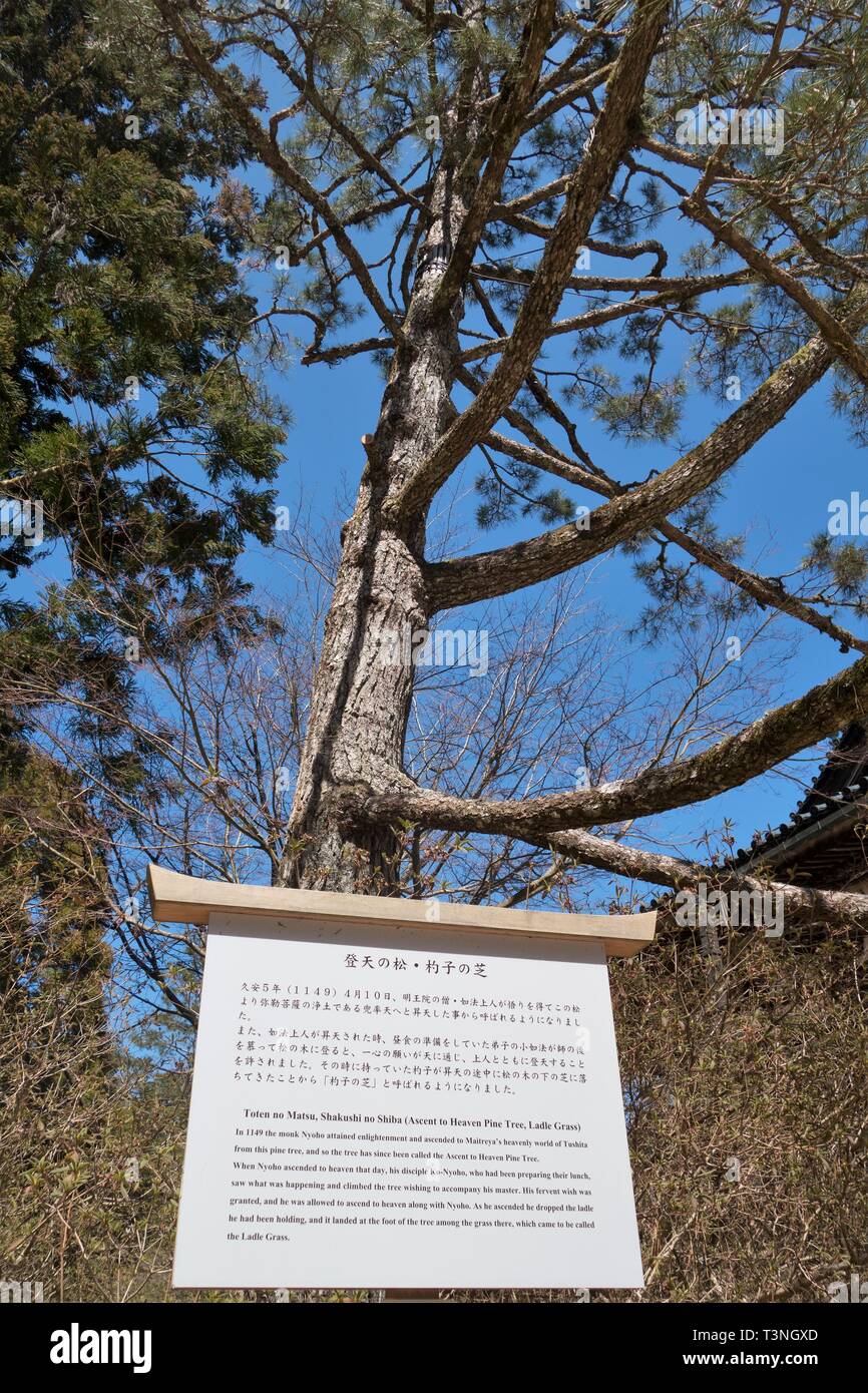 Ascent to Heaven Pine Tree in Koyasan, Japan. Stock Photo