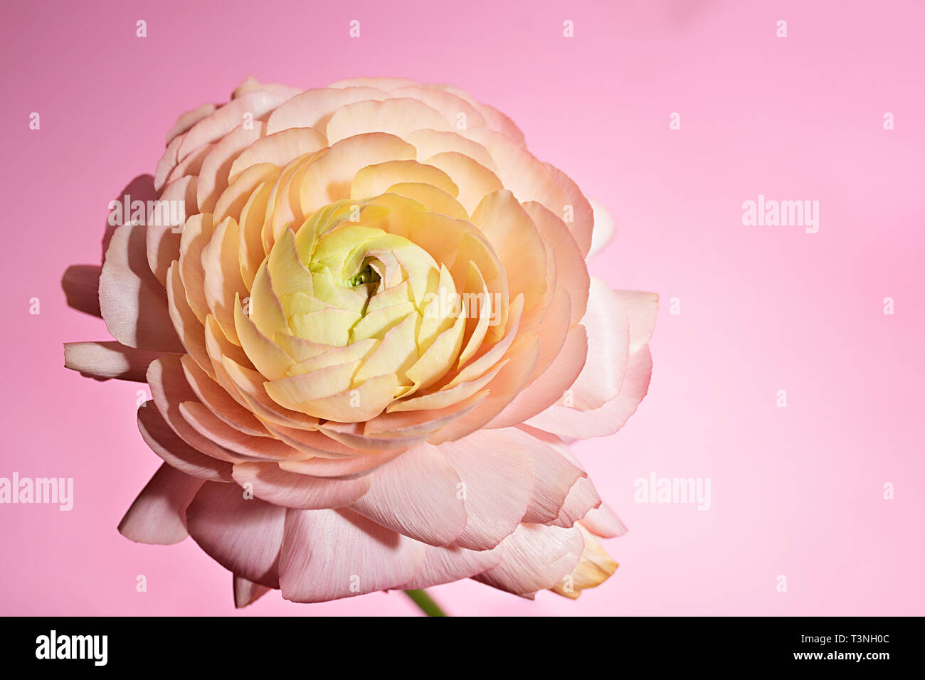 Flower ranunculaceae one on a one on a pink background. Stock Photo