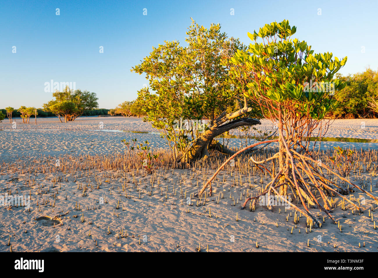 Stilt-rooted mangrove (Rhizophora stylosa) growing on sandy tidal flat at Port Smith Western Australia Stock Photo