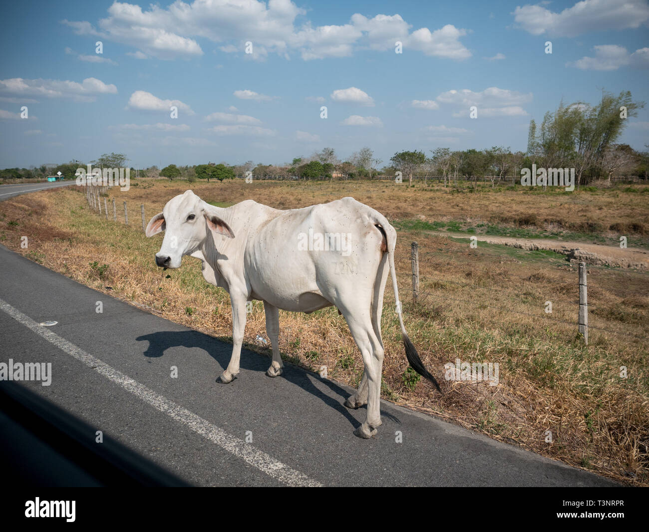 February 8, 2019 - Finca El ParaÃ-So/Yopal, Casanare, Colombia - A cow seen walking on the road.Colombian cowboys taking care of the cows in the region of Casanare, eastern Colombia, between the Ands, the Orinoco River and the border with Venezuela. These are Plains and pastures with wide rivers and marshes, a region of big biodiversity. But nowadays, it is in danger because of climate change. Credit: Jana Cavojska/SOPA Images/ZUMA Wire/Alamy Live News Stock Photo