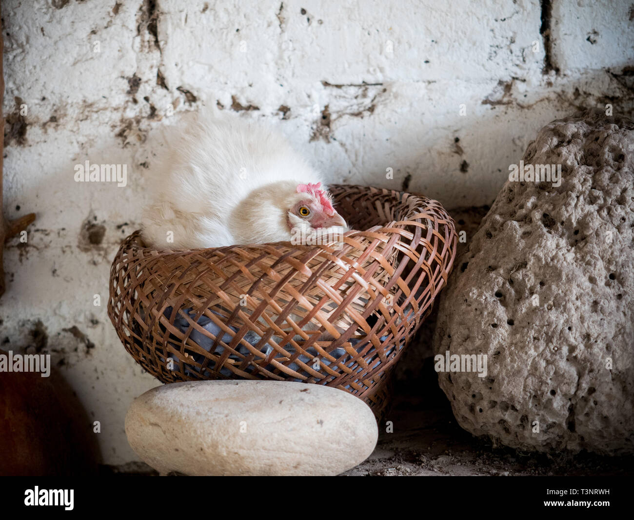 February 9, 2019 - Finca El ParaÃ-So/Yopal, Casanare, Colombia - A hen seen at the El ParaÃ-so farm.Colombian cowboys taking care of the cows in the region of Casanare, eastern Colombia, between the Ands, the Orinoco River and the border with Venezuela. These are Plains and pastures with wide rivers and marshes, a region of big biodiversity. But nowadays, it is in danger because of climate change. Credit: Jana Cavojska/SOPA Images/ZUMA Wire/Alamy Live News Stock Photo