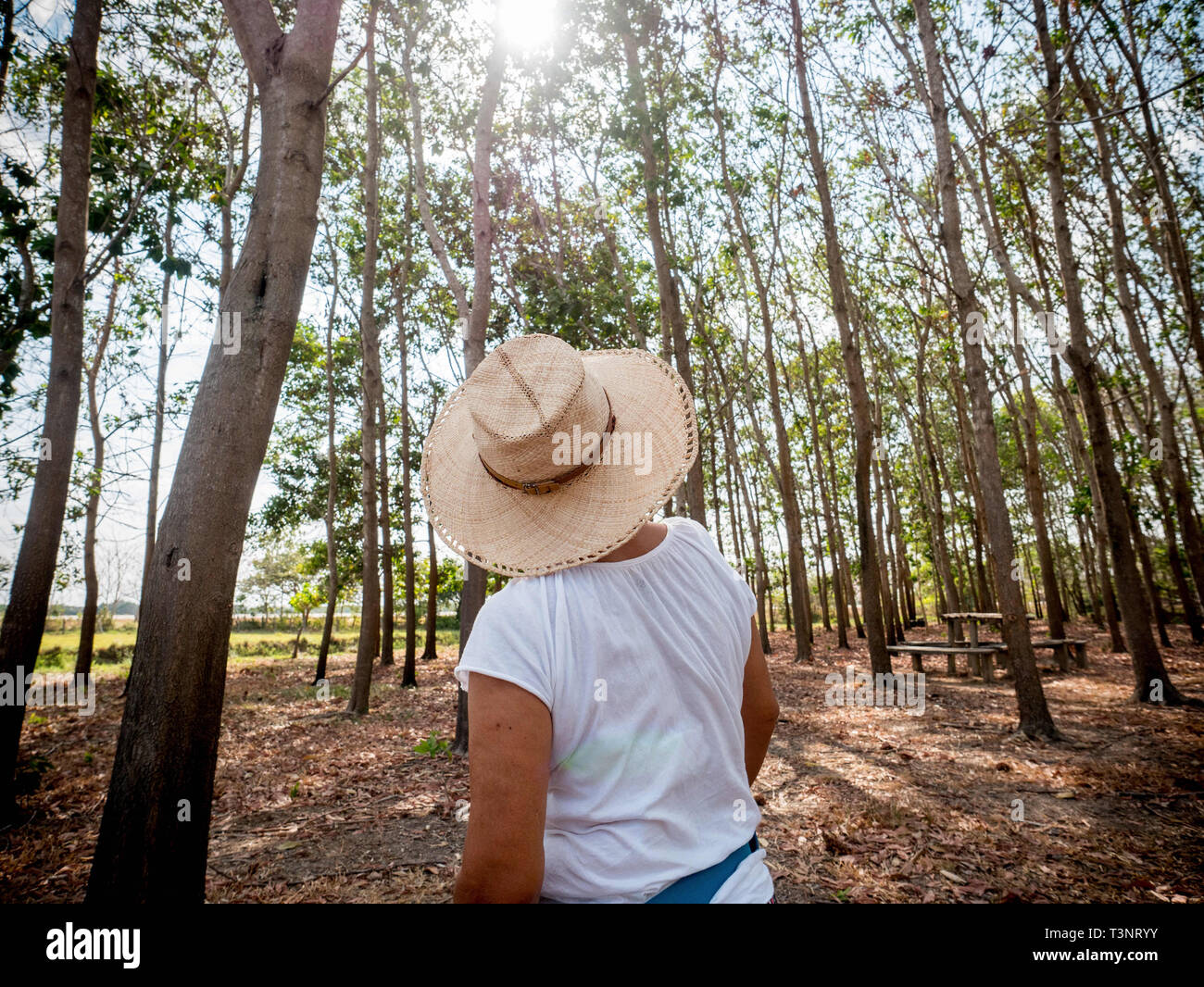 February 8, 2019 - Finca El ParaÃ-So/Yopal, Casanare, Colombia - View of woods in the El ParaÃ-so farm.Colombian cowboys taking care of the cows in the region of Casanare, eastern Colombia, between the Ands, the Orinoco River and the border with Venezuela. These are Plains and pastures with wide rivers and marshes, a region of big biodiversity. But nowadays, it is in danger because of climate change. Credit: Jana Cavojska/SOPA Images/ZUMA Wire/Alamy Live News Stock Photo