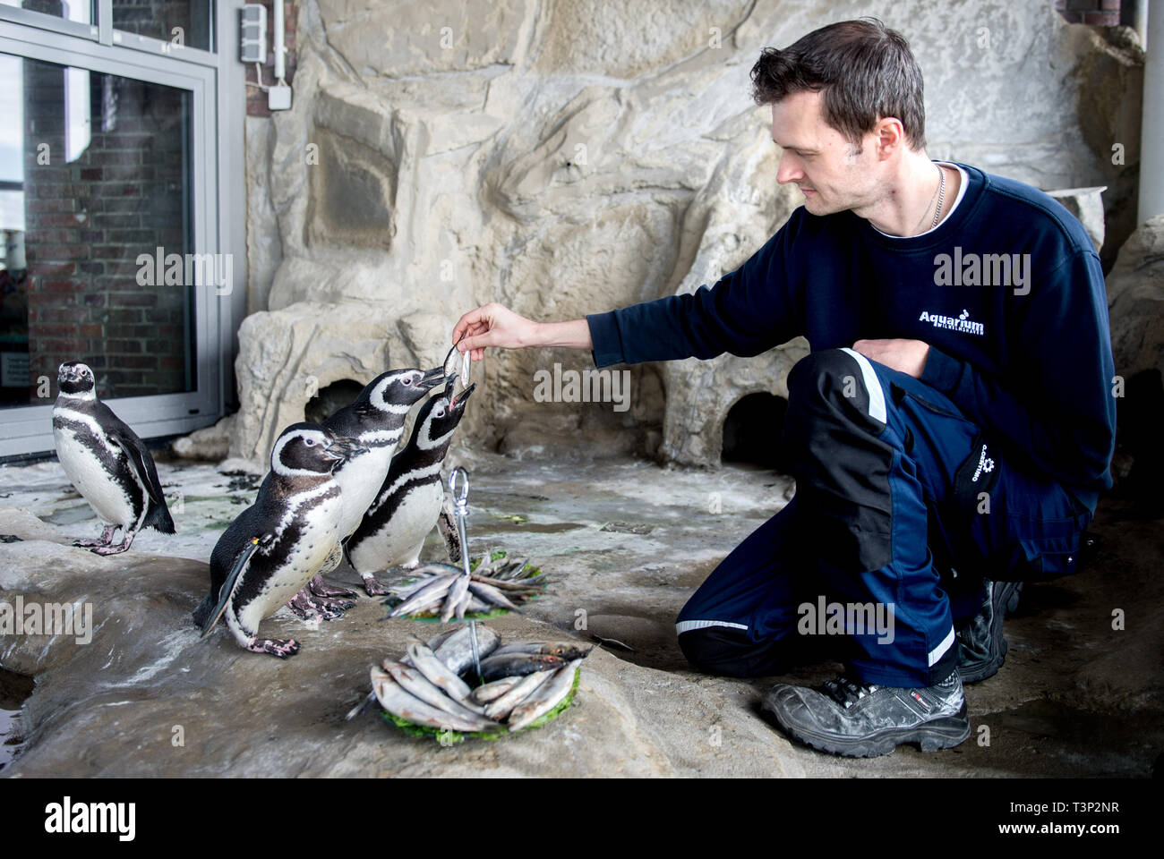 Wilhelmshaven, Germany. 11th Apr, 2019. Animal keeper Daniel Meyer feeds the Magellanic penguins Verde (l-r), Ester, Berti and Rojo with fish in their enclosure in the Wilhelmshaven Aquarium. The redesigned penguin enclosure will be reminiscent of a small piece of South America and offer the six Magellan penguins a new home. Credit: Hauke-Christian Dittrich/dpa/Alamy Live News Stock Photo