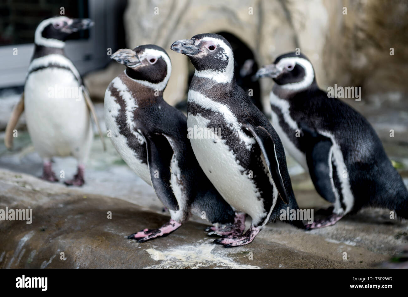 Wilhelmshaven, Germany. 11th Apr, 2019. The Magellanic penguins Berti (l-r), Ester, Verde and Rojo stand in their enclosure in the Aquarium Wilhelmshaven. The redesigned penguin enclosure will be reminiscent of a small piece of South America and offer the six Magellan penguins a new home. Credit: Hauke-Christian Dittrich/dpa/Alamy Live News Stock Photo