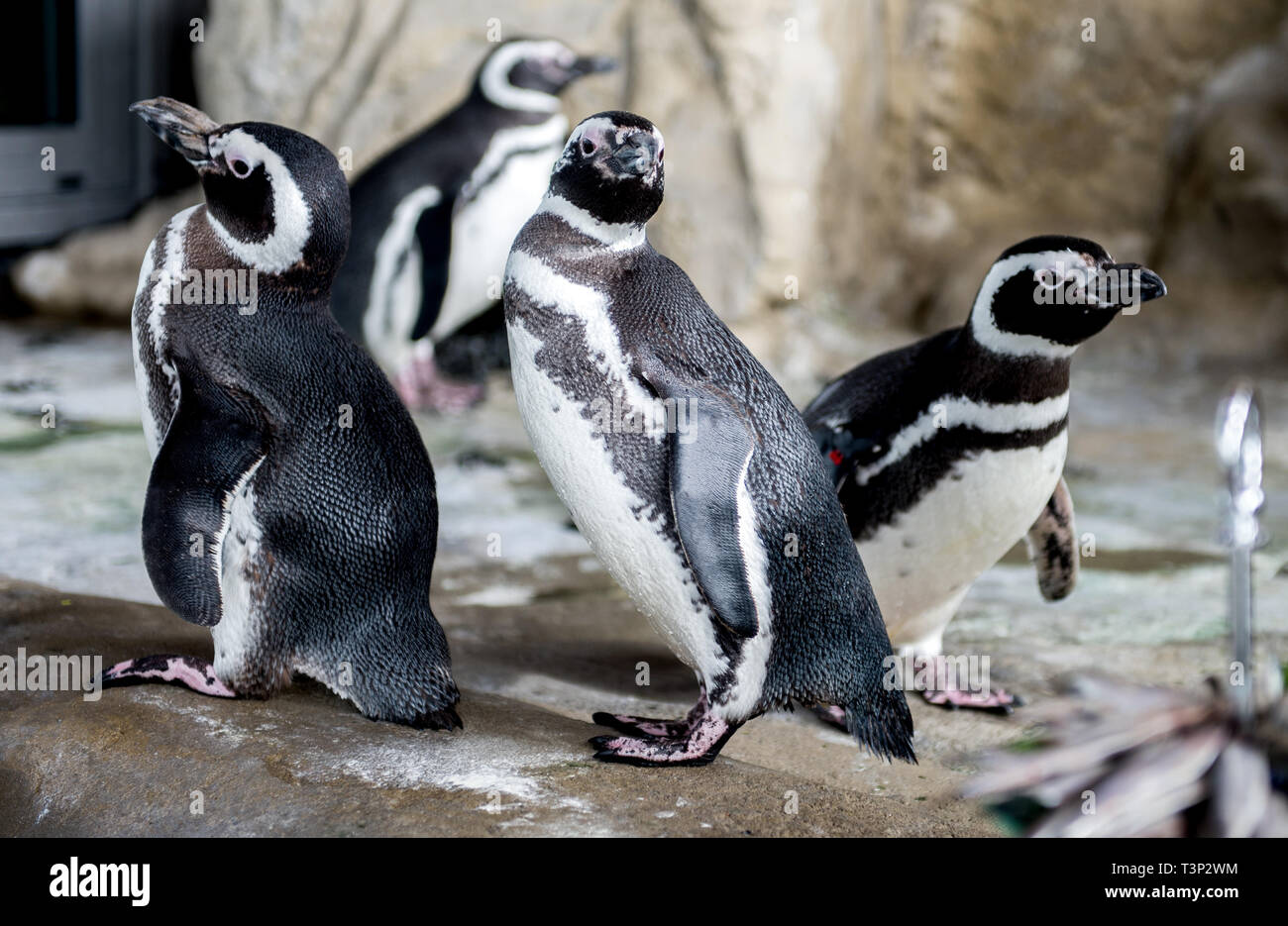 Wilhelmshaven, Germany. 11th Apr, 2019. The Magellanic Penguins Ester (l-r), Verde and Rojo stand in their enclosure in the Aquarium Wilhelmshaven. The redesigned penguin enclosure will be reminiscent of a small piece of South America and offer the six Magellan penguins a new home. Credit: Hauke-Christian Dittrich/dpa/Alamy Live News Stock Photo